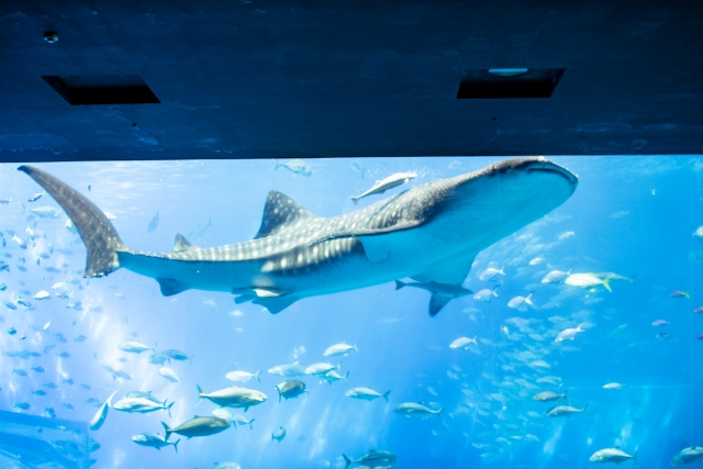 美ら海水族館_沖縄ウェディングフォト北谷店は前撮り/結婚写真/結婚式/ビーチウェディングフォト/ビーチ挙式/ドローン撮影も対応