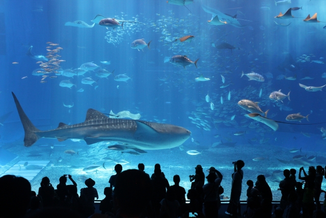 美ら海水族館_沖縄ウェディングフォト北谷店は前撮り/結婚写真/結婚式/ビーチウェディングフォト/ビーチ挙式/ドローン撮影も対応