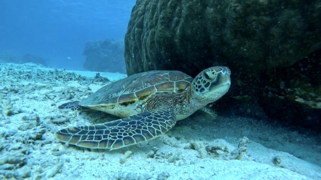宮古島シラギビーチのウミガメ